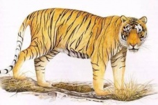 曹丕《猛虎行》赏析