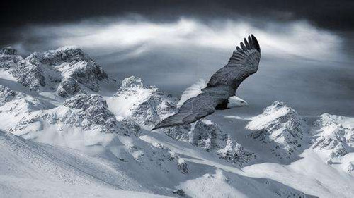 《醉落魄·咏鹰》