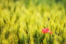 关于芒种的诗词