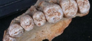 1993年10月31日：250万年前人类颚骨化石出土