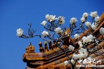 故宫园林介绍