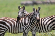 山海经中真实存在的动物鹿蜀