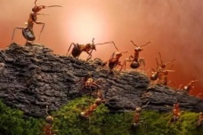 神秘的蚂蚁王国