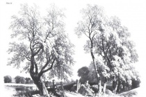 达芬奇是怎么画一棵树的