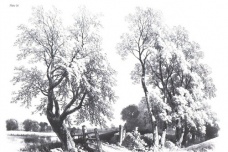 达芬奇是怎么画一棵树的