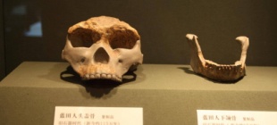 1964年11月3日：蓝田猿人头盖骨发现