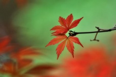 顾况红叶传情的爱情故事