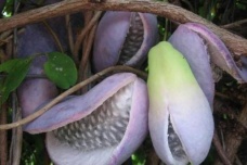 神农架野香蕉能吃吗