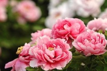 洛阳牡丹文化介绍