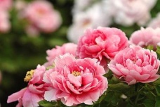 洛阳牡丹文化介绍