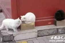 故宫工作人员每日大喊几声的原因