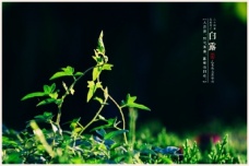 白露时节如何养生