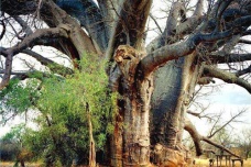 南非吃人树之谜