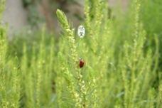 惊蛰的农事应该注意什么