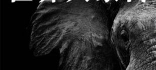 2012年8月12日：世界大象日