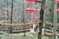 南华山神凤文化景区是什么样的