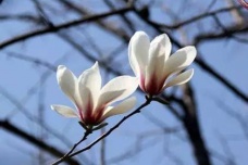 《少年游·长安古道马迟迟》诗词赏析