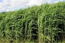 秦朝的饮食习惯