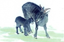 羊的生肖神话与民俗