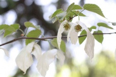 鸽子树是什么植物