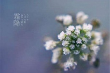 霜降时节养生吃什么