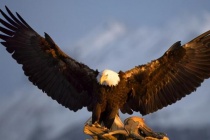 蒙古族为什么崇拜鹰图腾