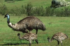 澳大利亚国鸟是什么