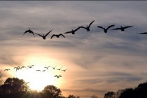 《长亭怨慢·雁》赏析