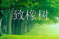 《致橡树》现代爱情观诗歌