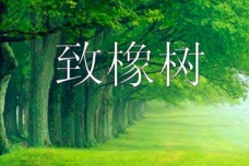 《致橡树》现代爱情观诗歌