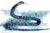 蛇的生肖神话与民俗