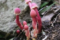 神农架都有哪些珍稀草药