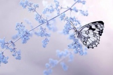 二十四番花信风有哪些