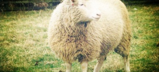 1996年7月5日：克隆羊多莉出生