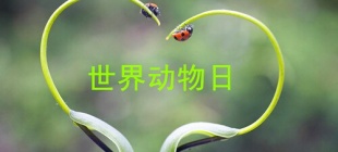 1931年10月4日：世界动物日