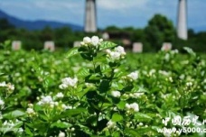 历史文化名城福州