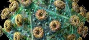 1987年11月7日：我国首次分离出艾滋病毒