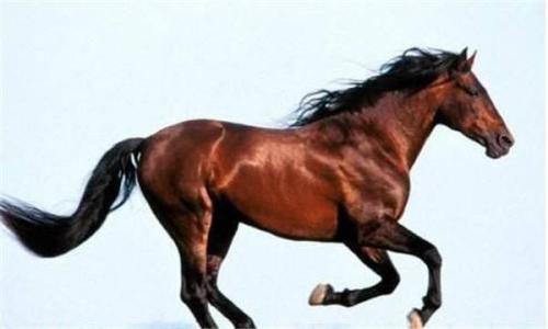 赤兔马