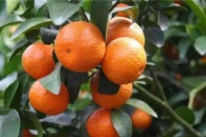 大寒时节的农事指南