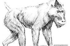 山海经中真实存在的动物山魈