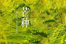 芒种时节各地区的农事都在忙什么