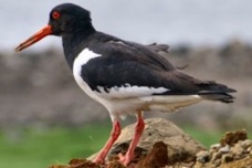 爱尔兰的国鸟是什么