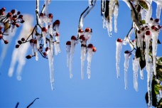 小寒的相关谚语