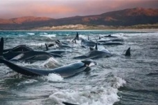 鲸鱼集体自杀之谜