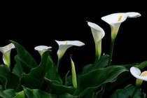 埃塞俄比亚的国花是什么