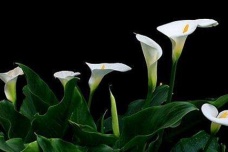 埃塞俄比亚的国花是什么