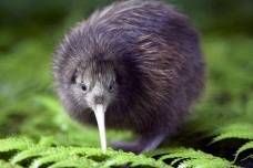 新西兰的国鸟是什么