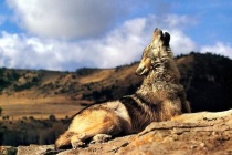 蒙古族为什么崇拜狼图腾