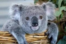 澳大利亚国宝是什么动物