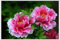 洛阳四绝是什么